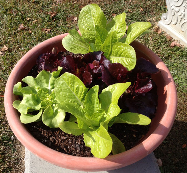 winter lettuce in pot, winter gardening