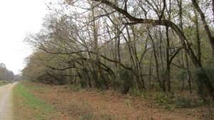 greenway path in McAlpine Greenway Park, Charlotte NC