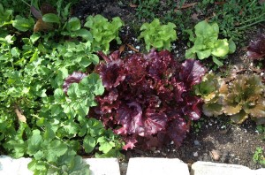 winter lettuce in pot, winter gardening