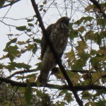 falcon in a tree in McAlpine Greenway Park Charlotte NC