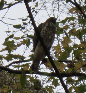 falcon in a tree in McAlpine Greenway Park Charlotte NC