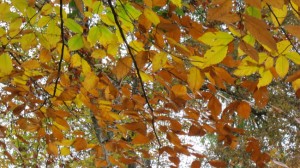 golden fall leaves in McAlpine Greenway Park, Charlotte NC