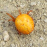 yellow spider in McAlpine Greenway Park, Charlotte NC