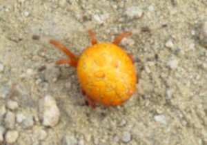 yellow spider in McAlpine Greenway Park, Charlotte NC