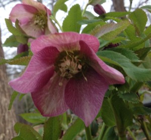 picture of hellebores plant with pink flower