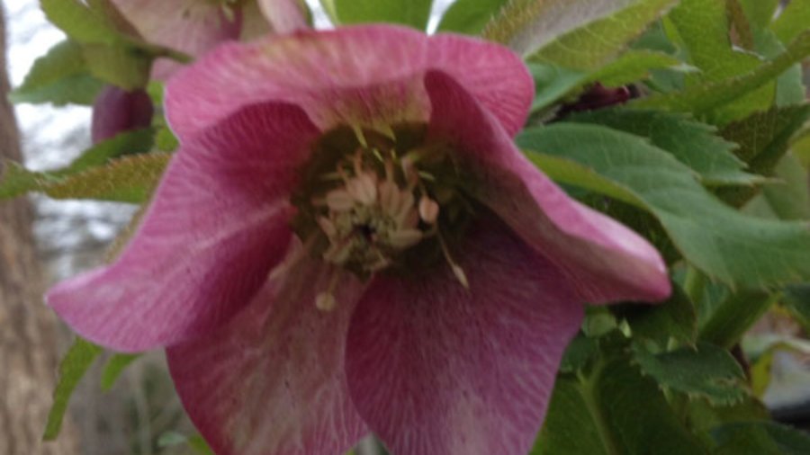 Hellebores