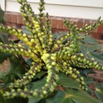 picture of Mahonia plant