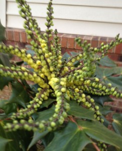 picture of Mahonia plant