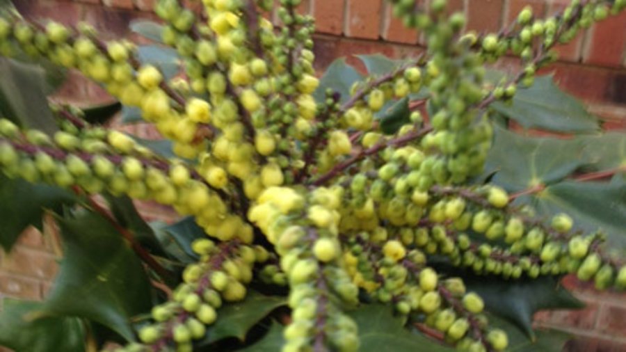 Winter_Mahonia