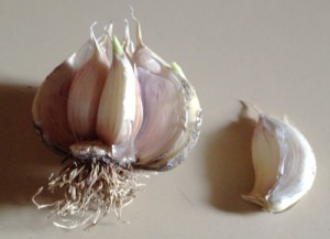 garlic_bulb