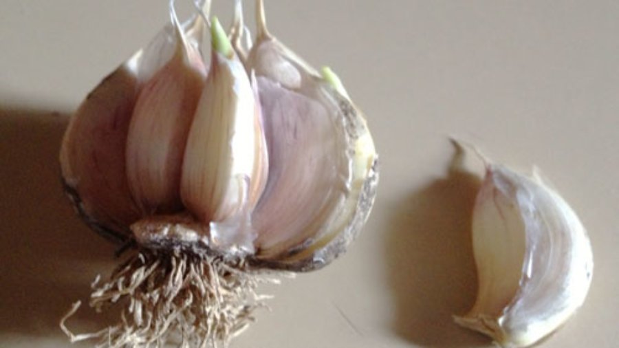 garlic_bulb