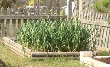 garlic_garden