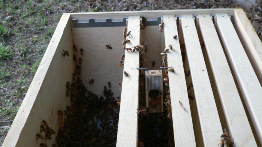 2010-4-17 Bee Installation-Bee in the Hive