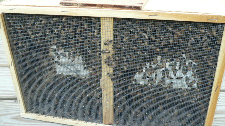 2010-4-17 Bee Installation -Box of Bees