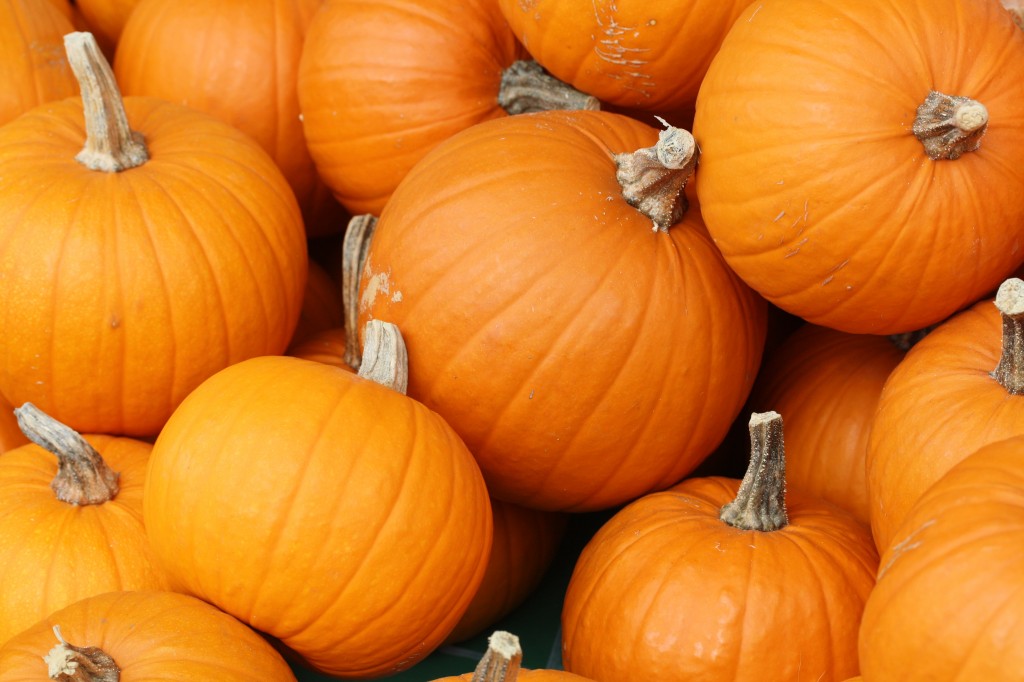 Bake_these_pumpkins_in_Toronto