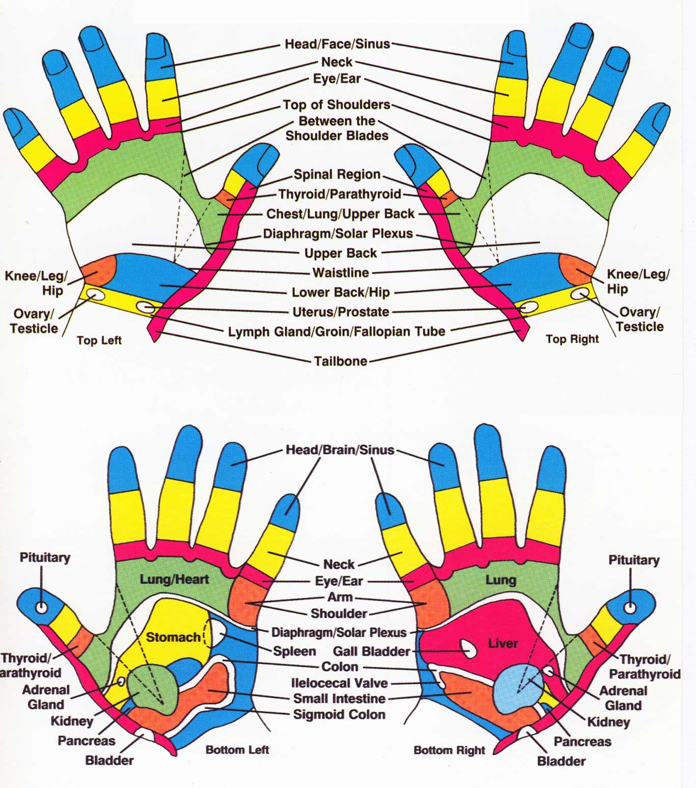 Reflexology Chart Of Hand