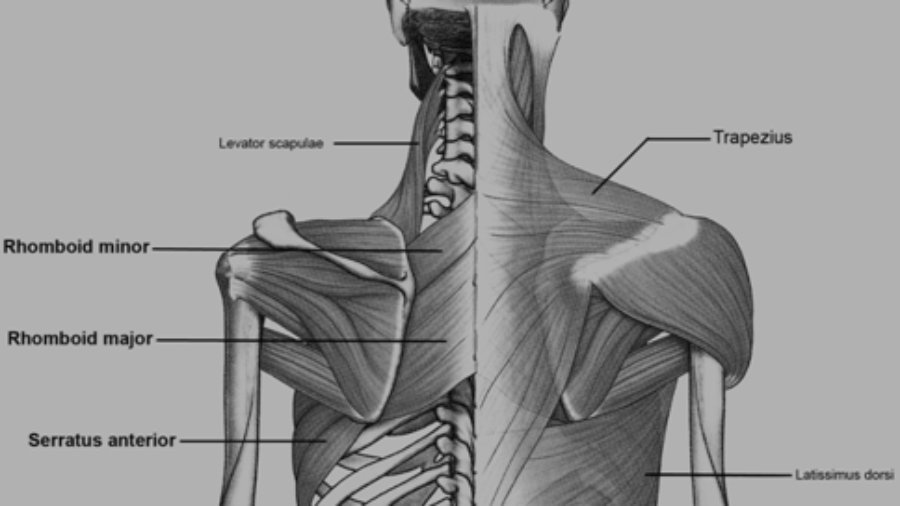 12178 2007 9000 Fig1 Html Healing Touch Charlotte