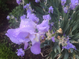 lavender orchid from pollen season