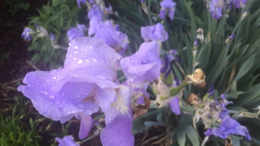 lavender orchid from pollen season