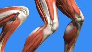 anatomical muscle view of two peoples knees against a blue background.