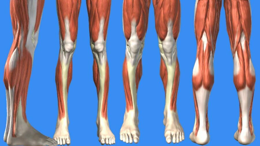 anatomical muscle view of four peoples knees against a blue background.