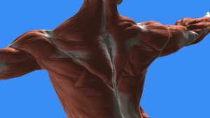 mans body showing muscles and not skin from the back against a blue background.