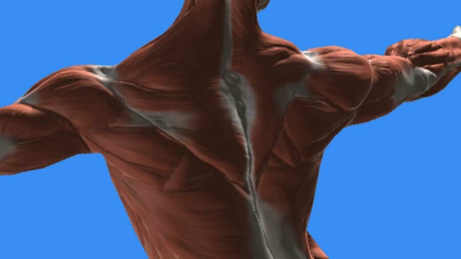 HTC_rotator-cuff-figure_1