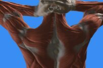 Massage Therapy for Rotator Cuff Injuries
