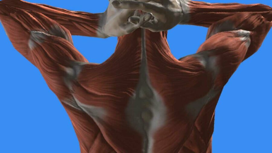 woman holding her hands behind her neck. Shows body muscle view and not skin from the back against a blue background.