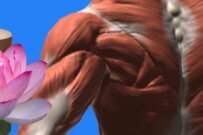 Understanding the Difference: Therapeutic Massage vs Relaxation Massage